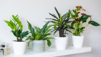 5 redenen om meer planten in huis te halen!